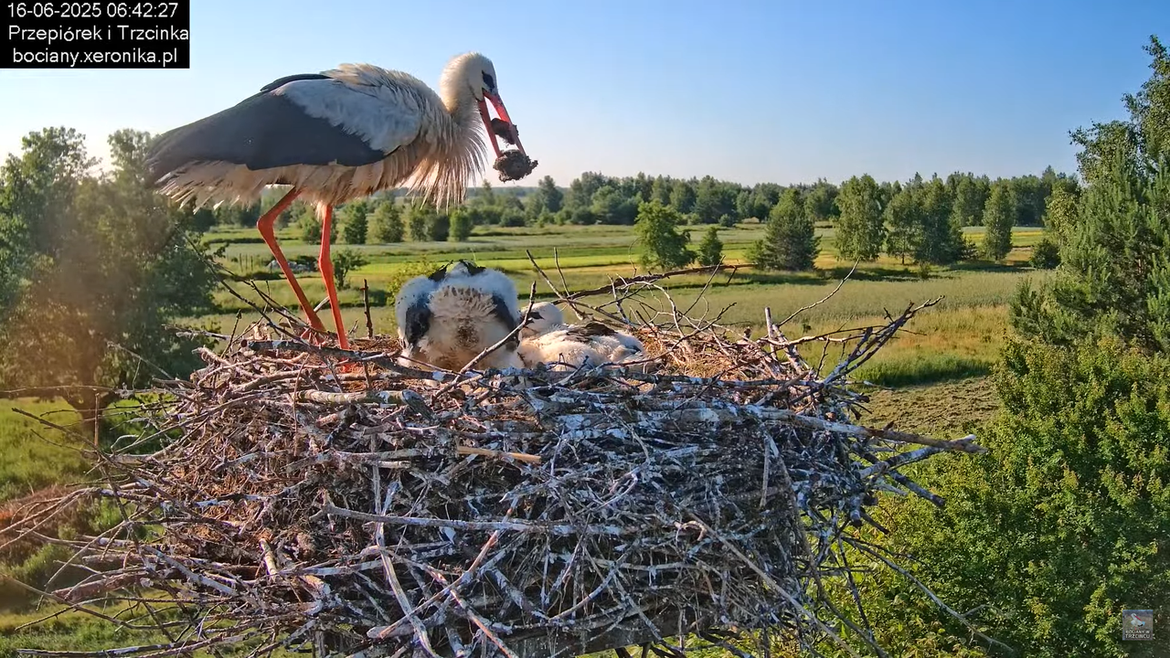16062025bociany10