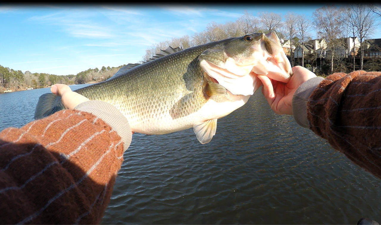 fat-healthy-5-14-on-drift-fry-sonar-2.pn