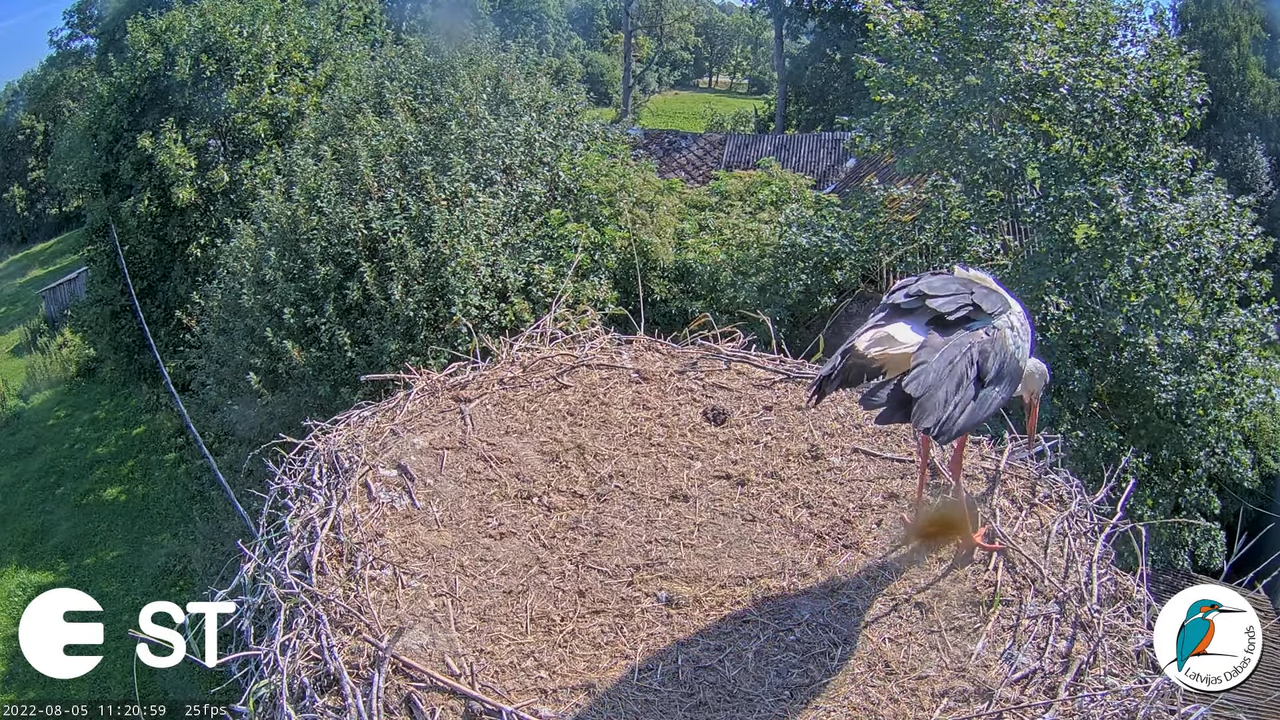 Baltie stārķi (Ciconia ciconia) Tukuma novadā - LDF tiešraide __ White storks in Tukums, Latvia 8-25