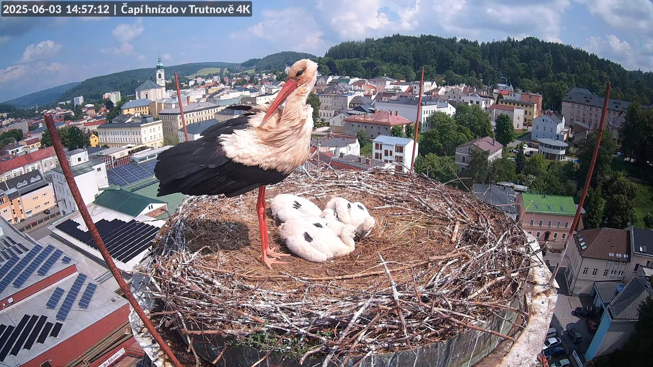 Živě z čapího hnízda na pivovarském komíně v Trutnově 13-20-23 screenshot