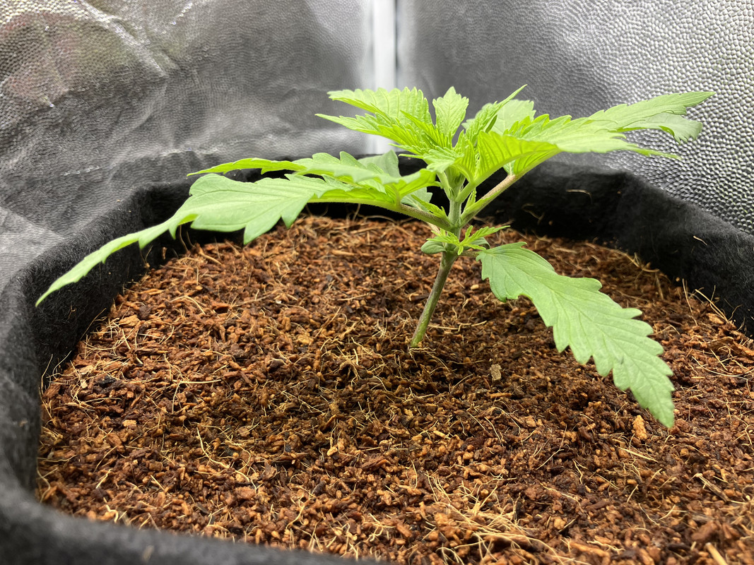 IMG_1272 (marzo 27 2023)