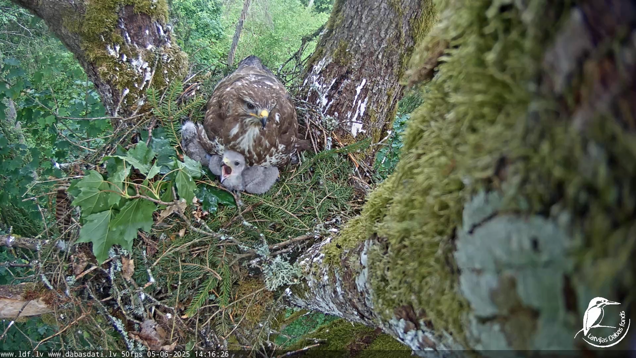 Melnās klijas (Milvus migrans) Kurzemē_ peļu klijāni (Buteo buteo) 10-14-56 screenshot