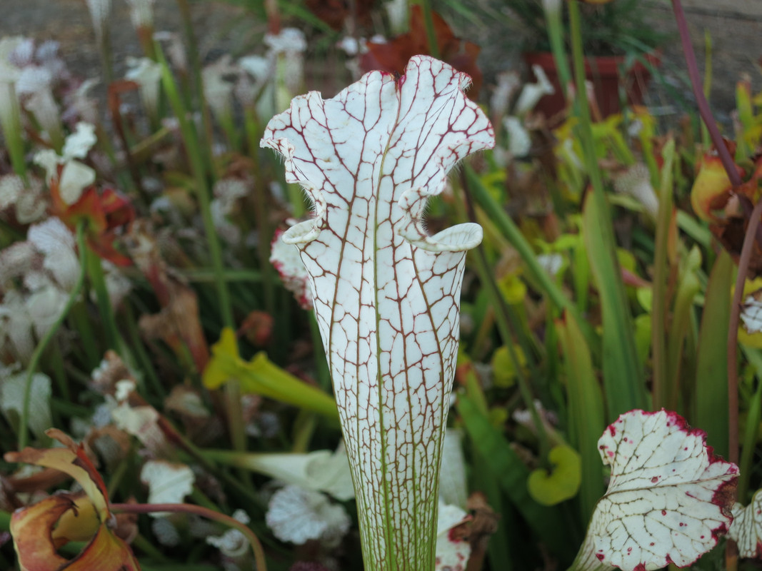 Tall, vigorous, 2019-09-13