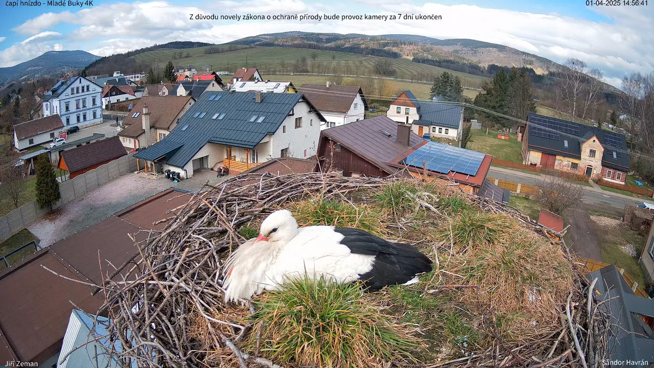 Živá kamera - Mladé Buky - čapí hnízdo 4K 12-9-33 screenshot