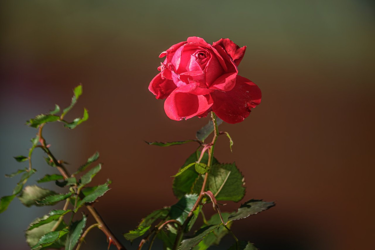 XT4J9504-Verbessert-RR