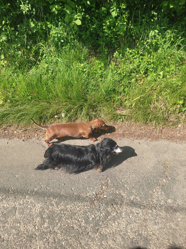 [Image: IMG-20240511-165046.jpg]