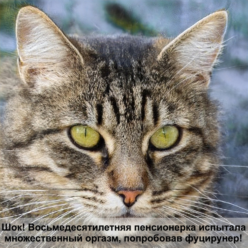 у кошки лысеют уши