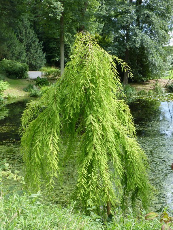 2014-07-13 Arboretum Härle 22