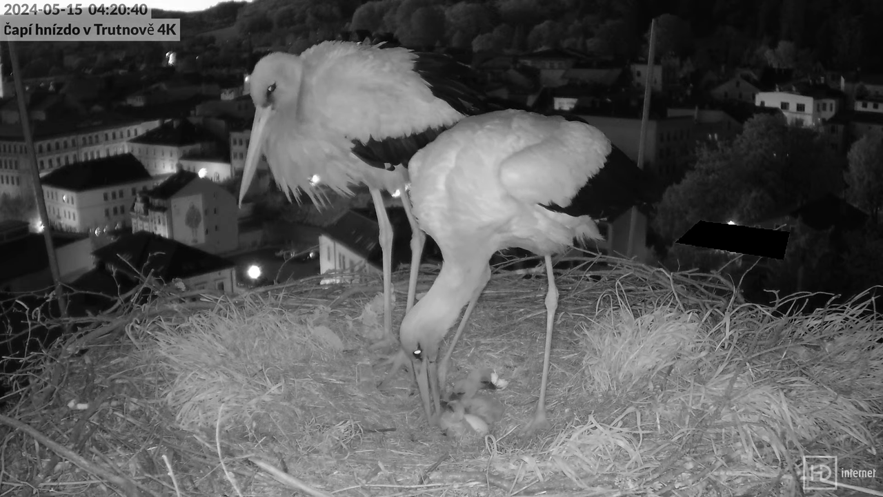 Tiešraidē no stārķa ligzdas uz alus darītavas skursteņa Trutnovā 8-19-56 screenshot