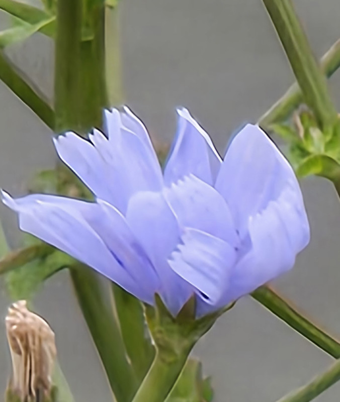 Pixie Haven flowers
