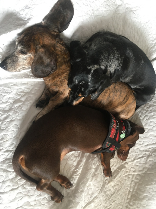 [Image: C48-F1-C90-071-D-40-C4-93-C3-D5-A2-F4253-A1-D.jpg]