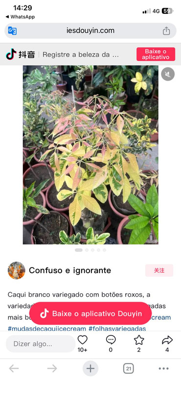 IMG 20260301 WA0006
