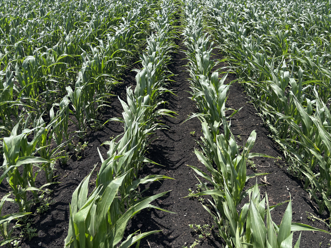 Corn Disease Detection