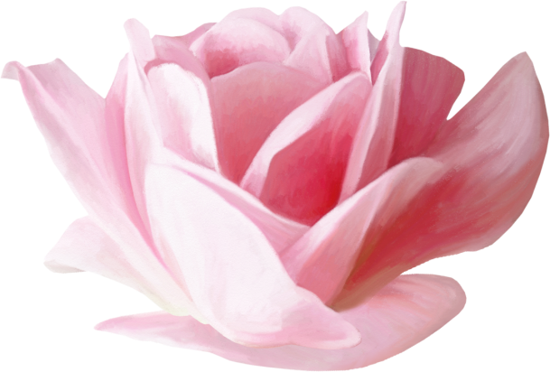 Rose02