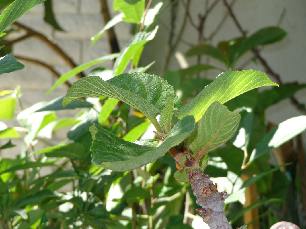 Derek_Fig-Leaves2(4-27-21)