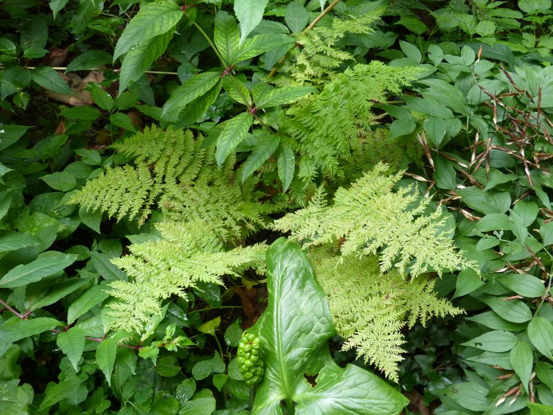 2014-07-13 Arboretum Härle 3