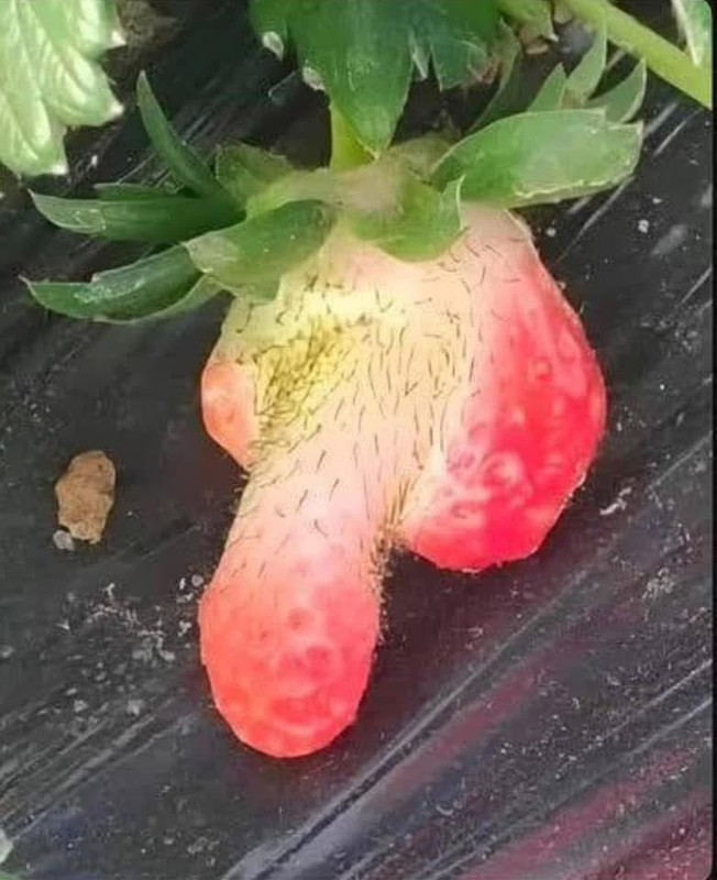 GydgyE7XYAAVA8_