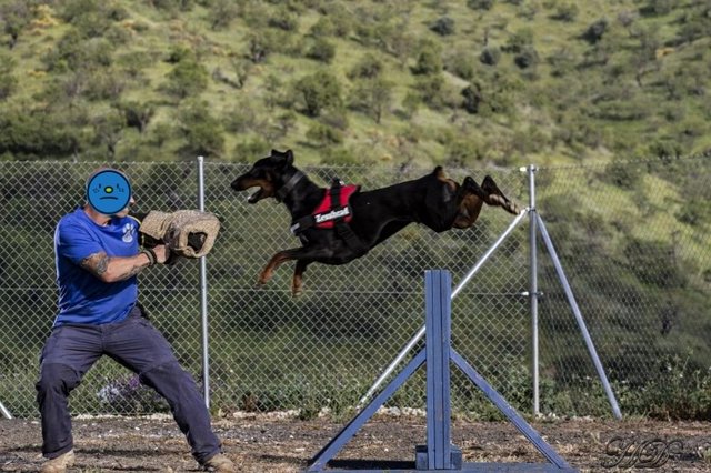 Zeus-training-HD.jpg