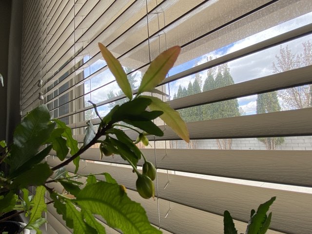 [Image: 568-DA0-CB-6096-4-C70-93-D2-111656967-B45.jpg]