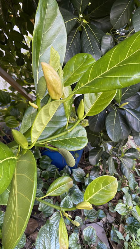 JF3