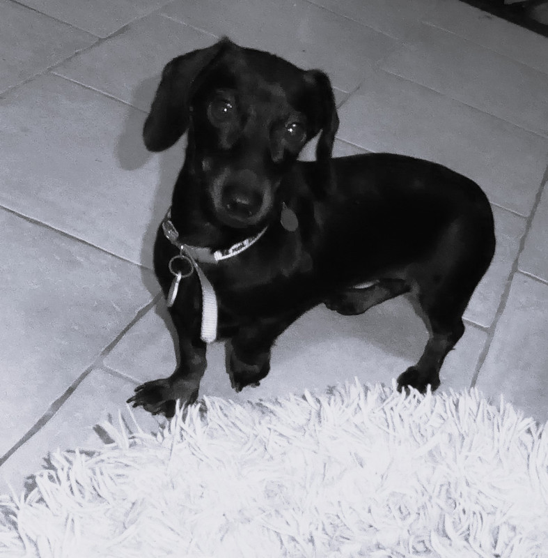 [Image: P1050484.jpg]