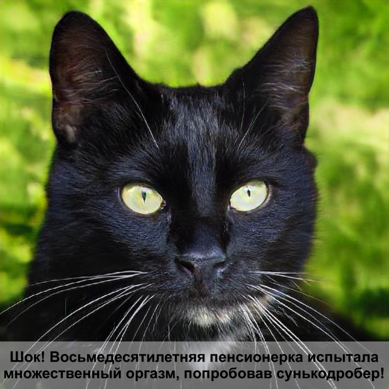 самые большие кошки в мире фото