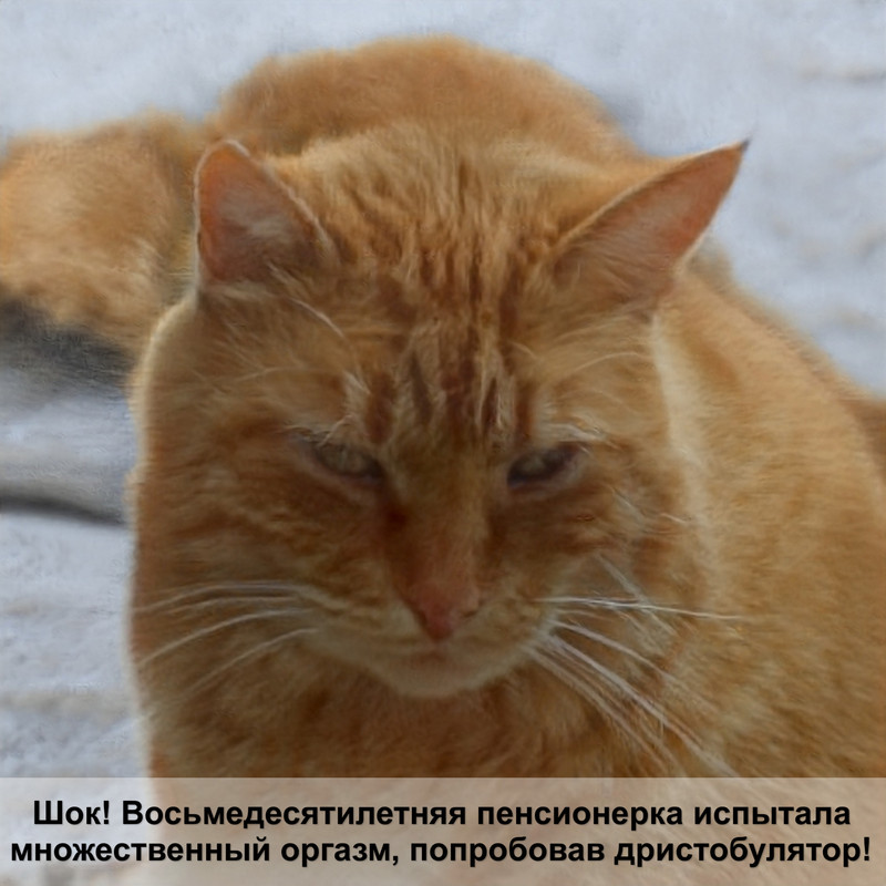 какие есть окрасы кошек