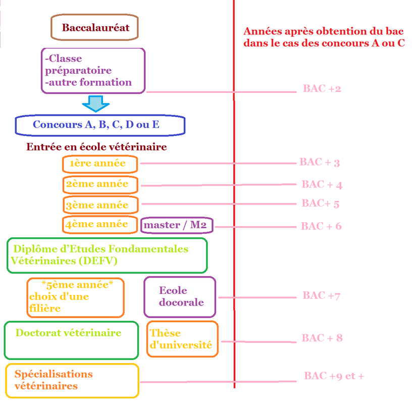 formation vétérinaire 