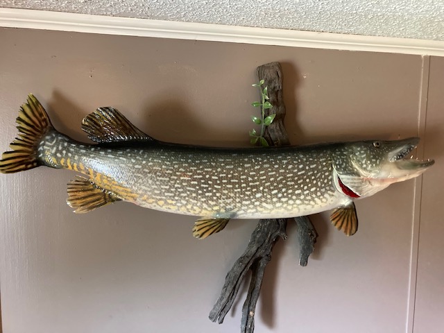 Eddies big pike 8