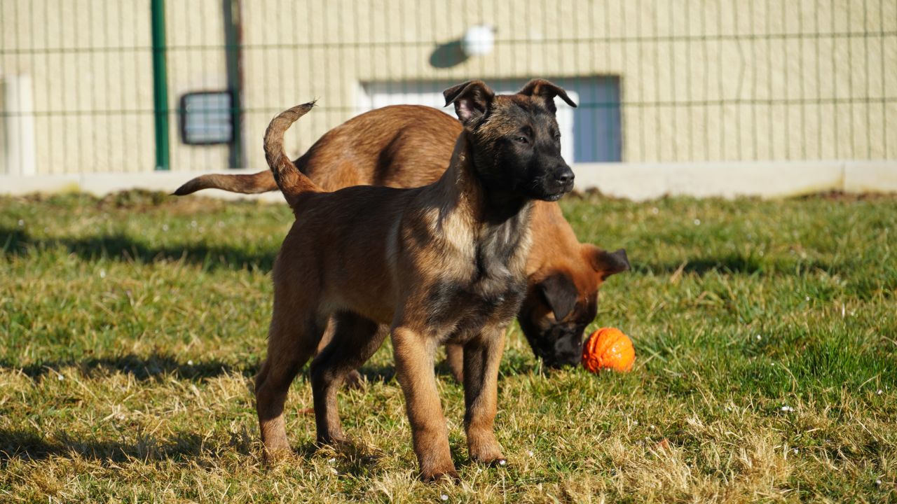 4449820260313 LOGBR VZE VETE novi psi Foto Branko Dolenc 006