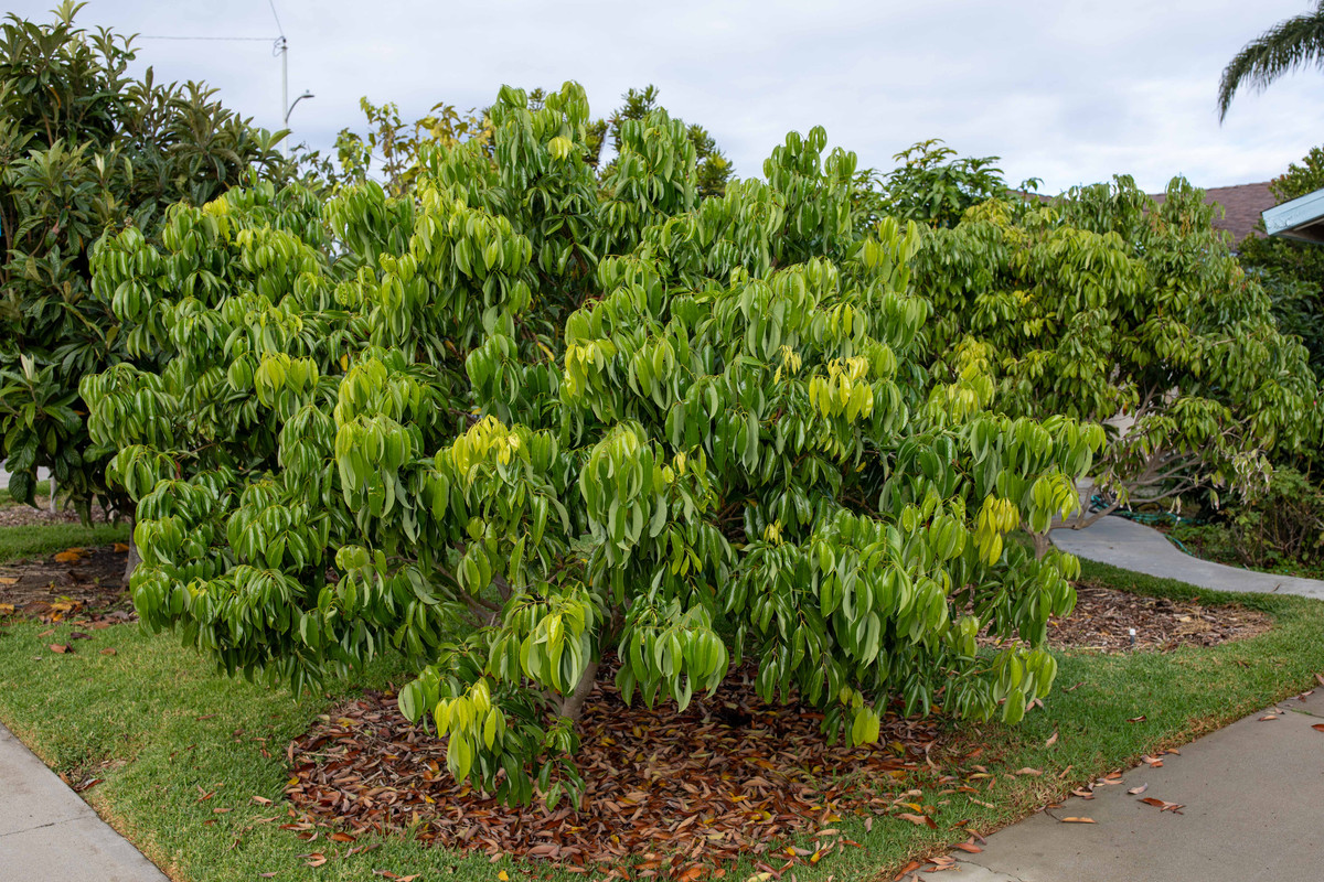 8U1A7248  Mauritius Lychee Tree with Nice Green Foliage (11-16-23)
