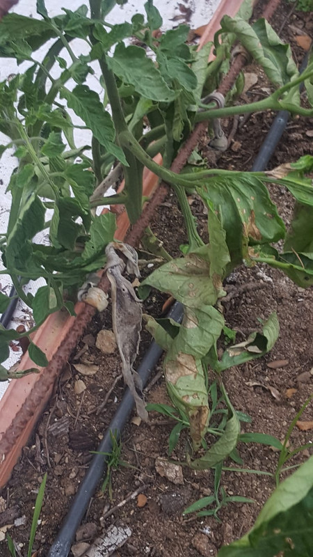 WhatsApp Image 2020-05-21 at 21.54.34 (2)