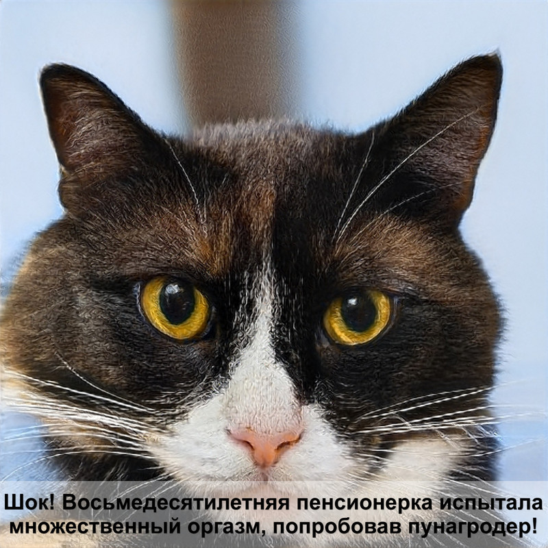 окрасы персидских кошек