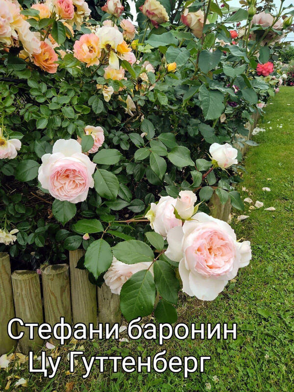 IMG_20250304_110902