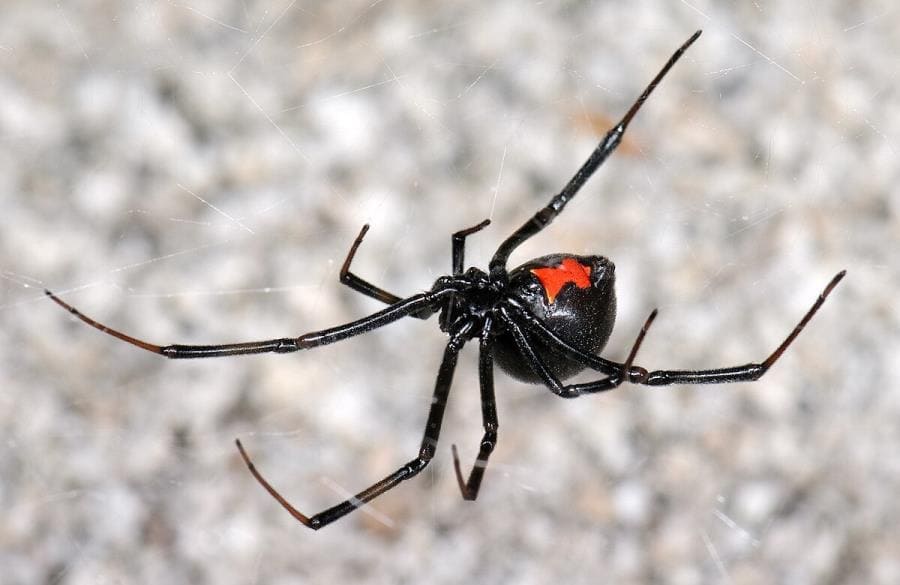 Чёрная вдова Latrodectus - шокирующие факты о легендарном пауке-убийце Чёрная вдова Latrodectus - шокирующие факты о легендарном пауке-убийце