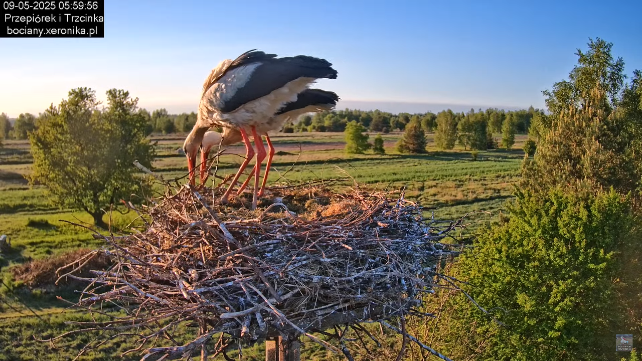 09052025bociany10