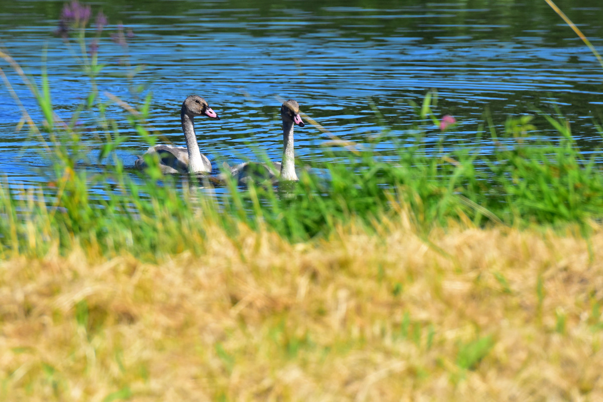 49A2A01E-21B6-410F-8A81-A4D115C07BE6