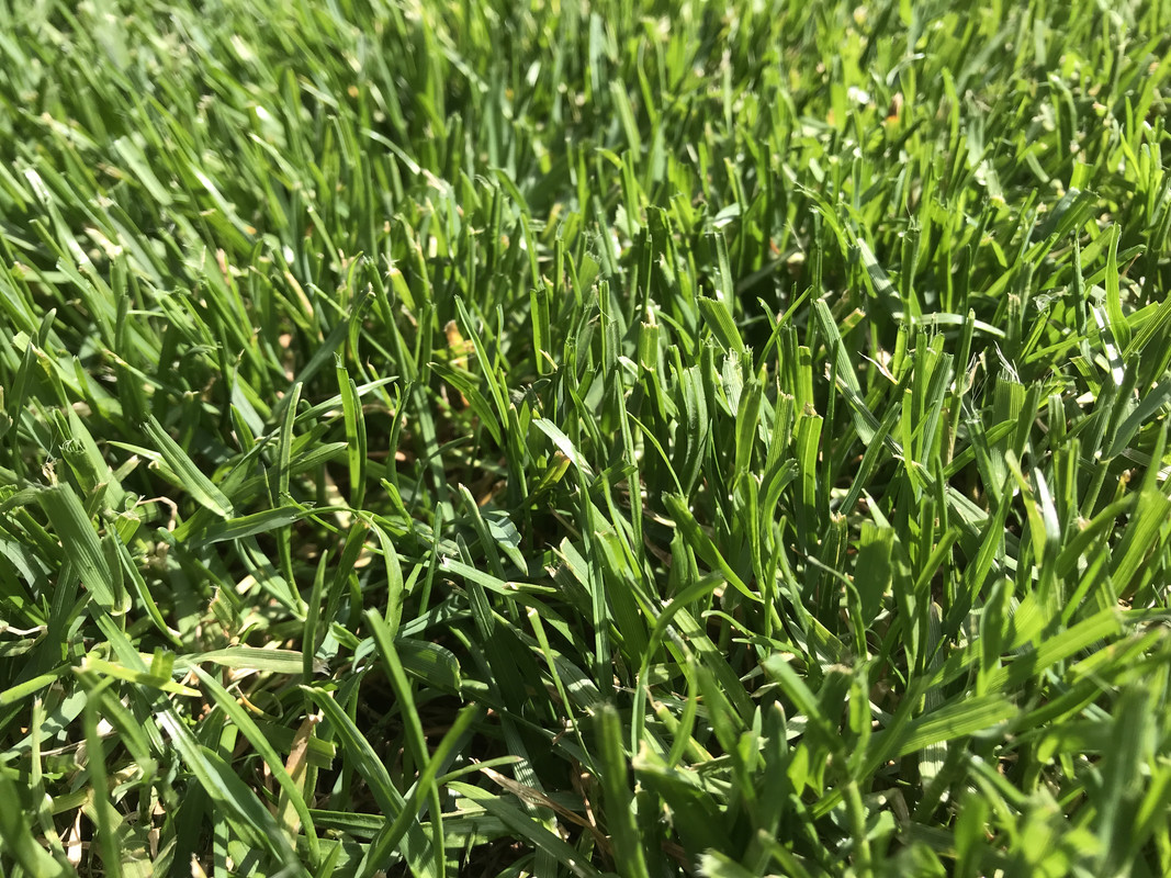What kind of grass do I have? Lawn Care Forum