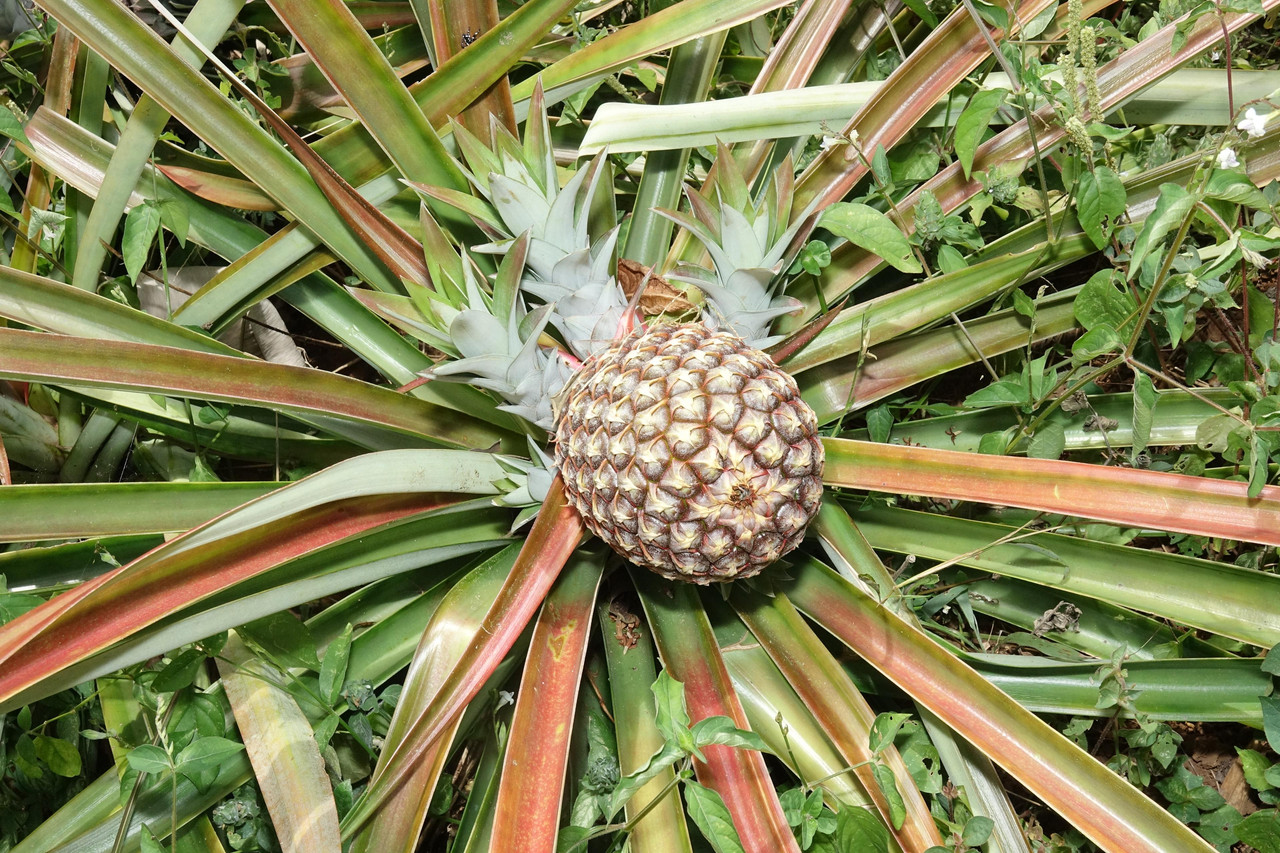 DSC06508 Headless Pineapple