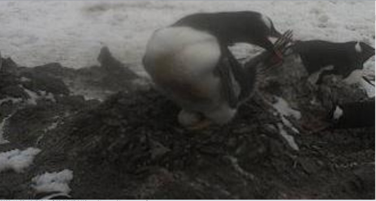 2020-11-22_193322tojás