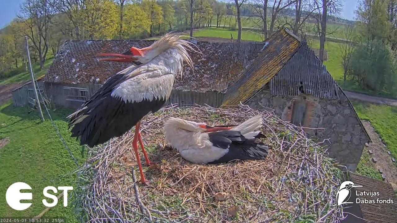 Baltie stārķi (Ciconia ciconia) Tukuma novadā - LDF tiešraide __ White storks in Tukums, Latvia 13-4