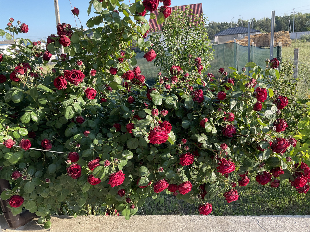 2418DF11-6E5D-40CB-B1A7-E5CF205893E3