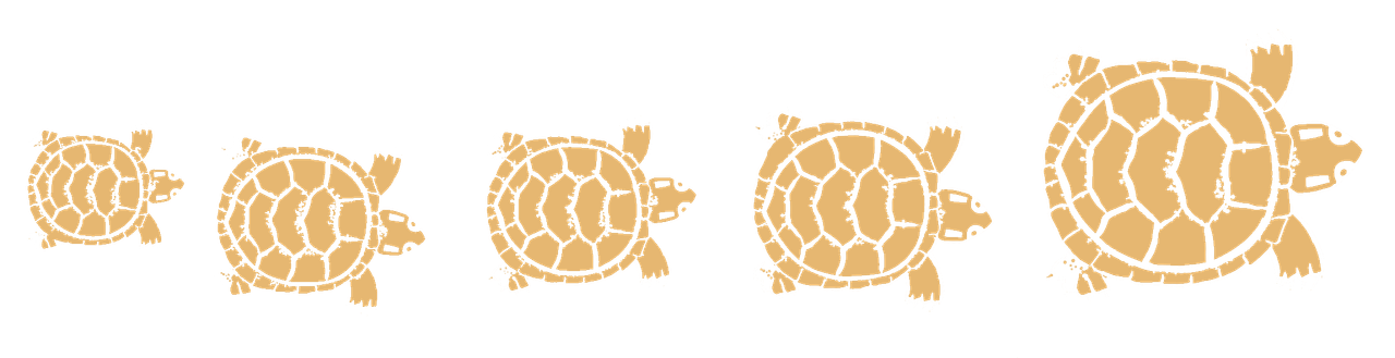 turtles3.png