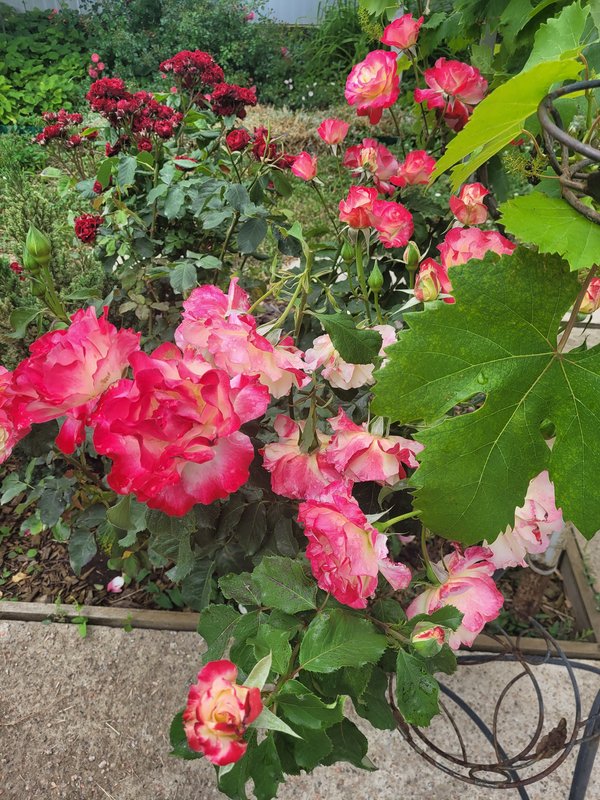 ДаблДелайт