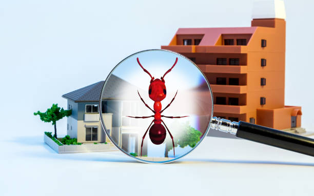 Kissimmee-Termite-Treatment-5.jpg