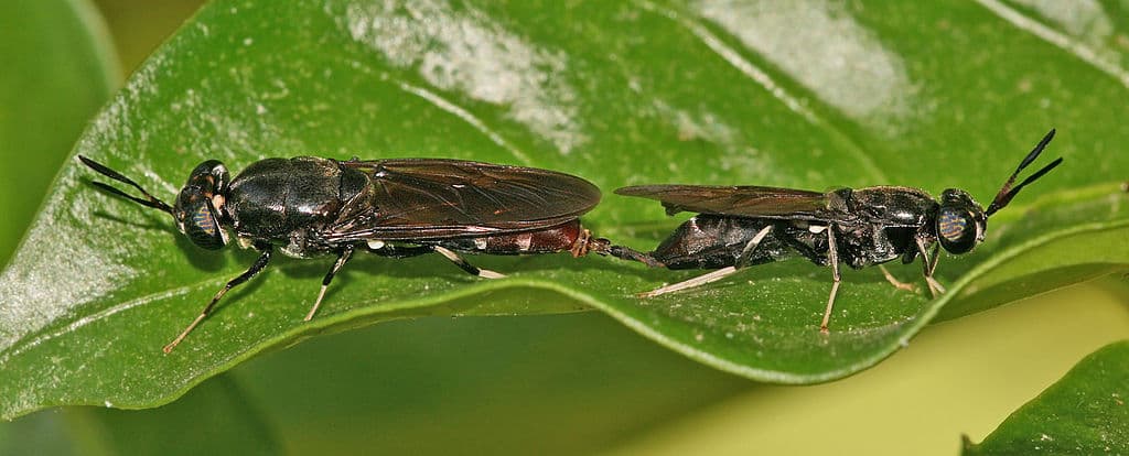black-soldier-flies-mating.jpg