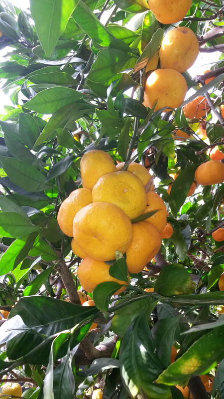 Mas-Sat-pic21(12-4-21)