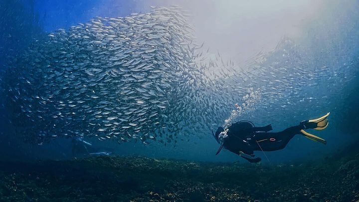 Potret Prilly Latuconsina pamerkan momen seru saat jajal aktivitas diving selama liburan ke Ternate beberapa hari lalu.