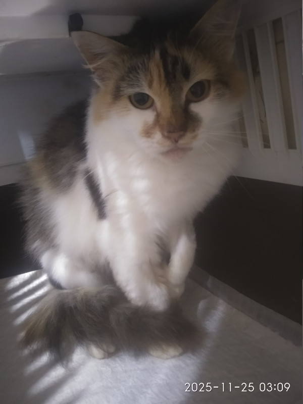 IMG 20251125 030942 HHT