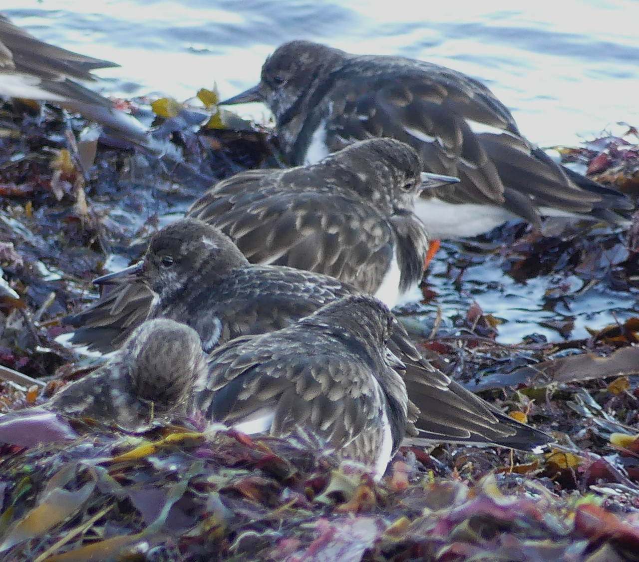 TURNSTONE 3